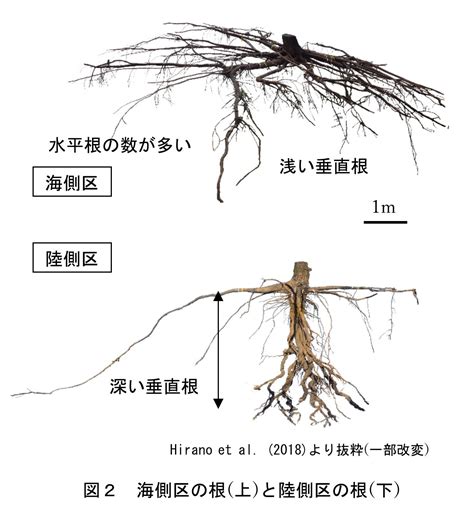 樹 根|樹木の根系の成長に関する基礎的研究